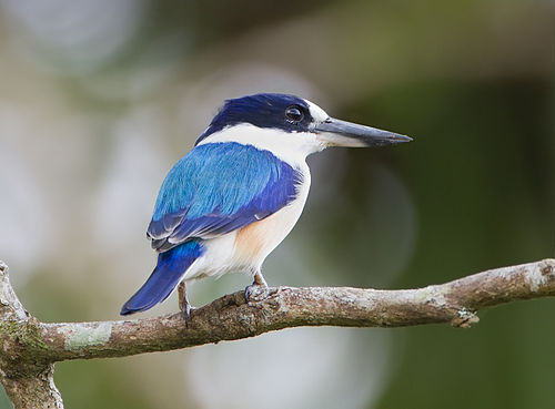 Forest kingfisher